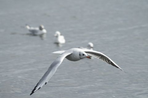Mouette en vol